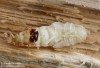 tesařík (Brouci), Saphanus piceus (Laicharting, 1784), Cerambycidae (Coleoptera)